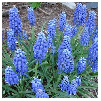 Netherland Bulb Company Grape Hyacinth Muscari 'Delft Blue Mixture' (Muscari - Blue)