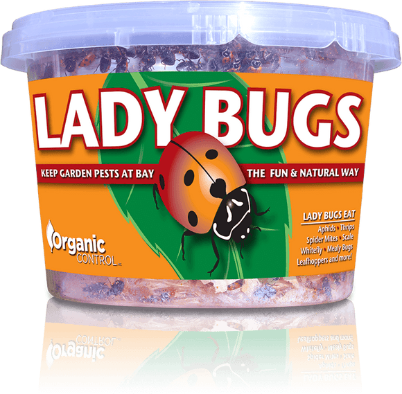Organic Control Ladybugs (500 Live Adults)