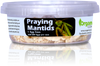 Organic Control Praying Mantids (1 Egg Case)