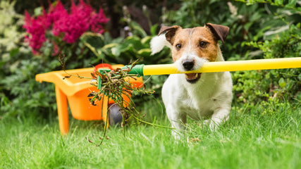 8 of the best lawn care tips for spring