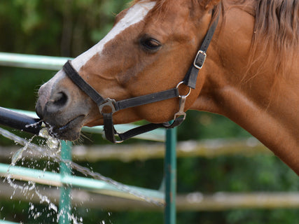 Tribute Equine: Water Quality for Horses