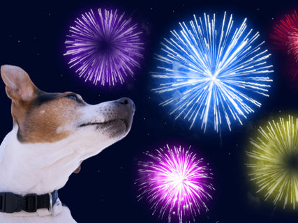 Naturvet: Helping your pet cope with fireworks