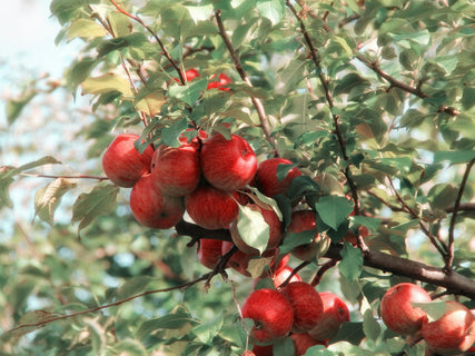 Fruit Tree FAQs