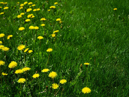 jonathan green: Controlling Dandelions in your lawn 
