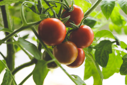 espoma: growing tomatoes