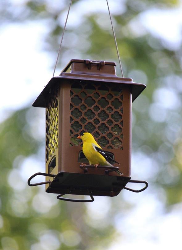 Hopper deals bird feeder