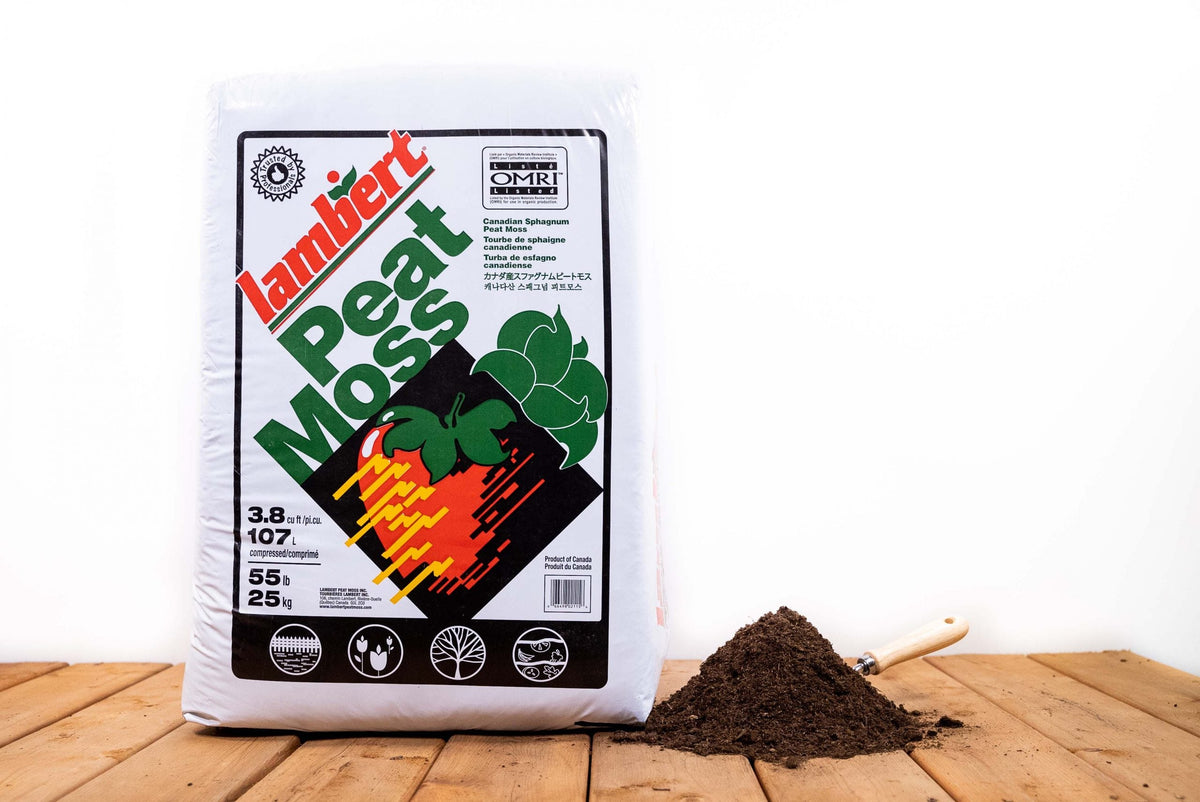 What is peat moss and where does it come from?