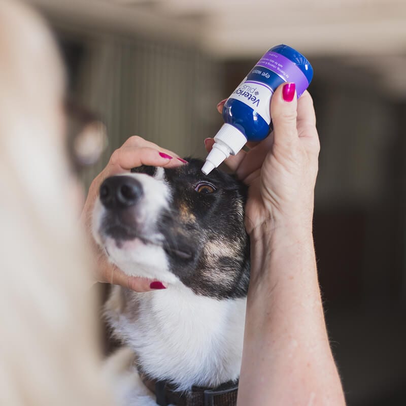 Vetericyn plus eye store wash for dogs