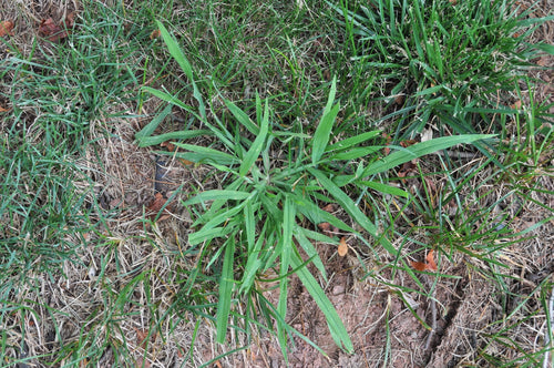 Controlling Crabgrass in the Lawn