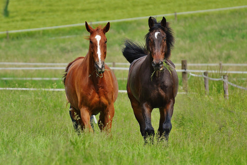 Pasture Management: More than green grass!