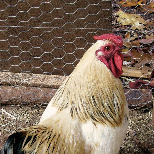 Deacero Poultry Netting Galvanized (2 X 60 X 50')
