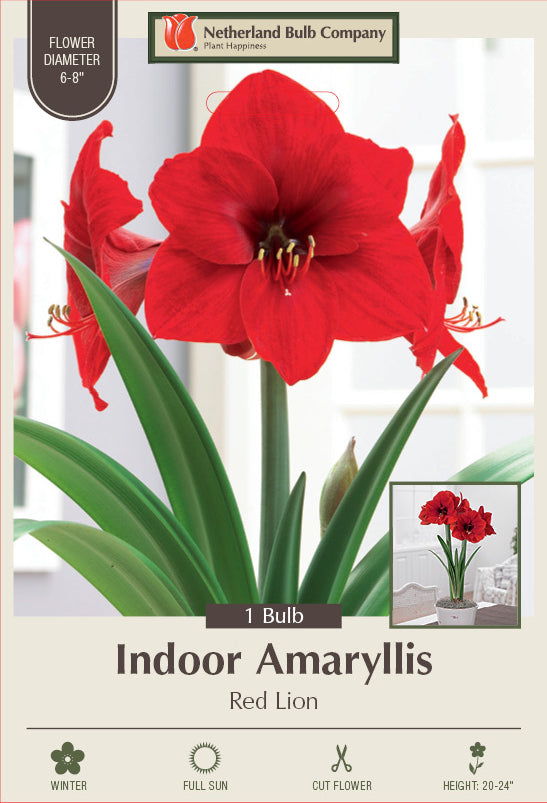 Netherland Bulb Company Large Flowering Amaryllis hippeastrum Galaxy 'Red Lion'