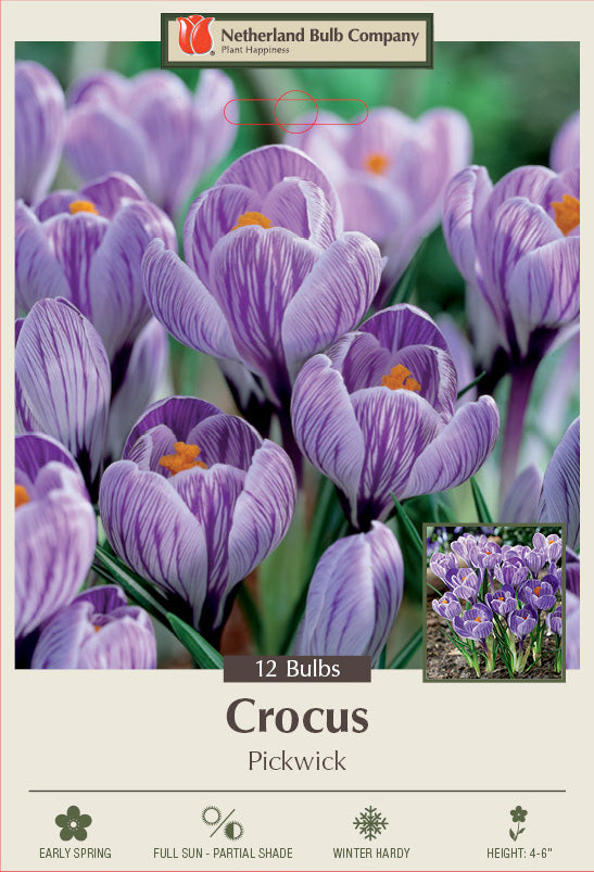 Netherland Bulb Company Large Flowering Crocus 'Pickwick'