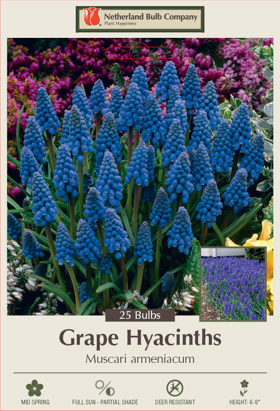 Netherland Bulb Company Grape Hyacinth 'Muscari armeniacum'