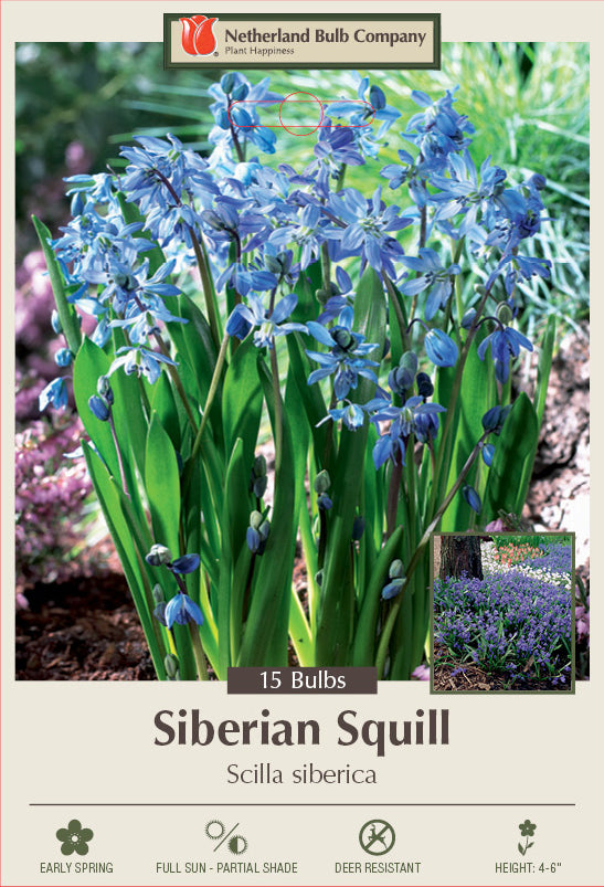 Netherland Bulb Company Siberian Squill