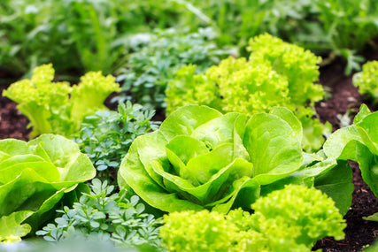 espoma: growing lettuce
