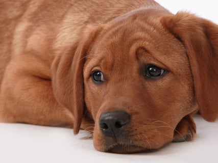 naturvet: is your pup anxious?