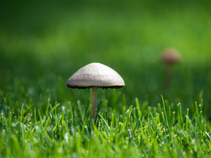 Jonathan green: all about lawn fungus