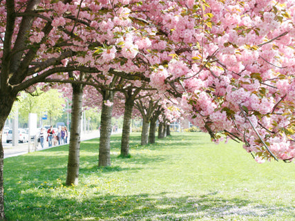 Espoma: Flowering Cherry Trees