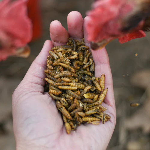 Happy Hen Grub Frenzy™ Globally Sourced (5 LB)