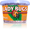 Organic Control Ladybugs (500 Live Adults)