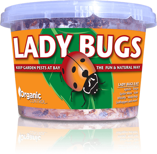 Organic Control Ladybugs (500 Live Adults)