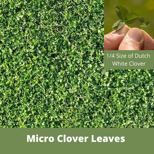 Flawn Seed Kits Micro Clover Eco-Friendly Seeding Kit