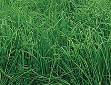 Southern States Orchardgrass Seed 25 lb (25 lb)