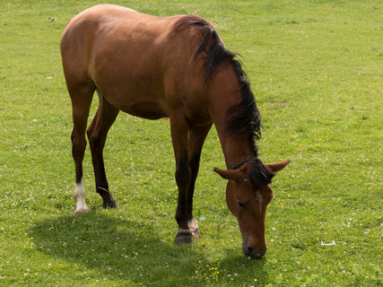 Tribute Equine: Introducing horses to spring pastures