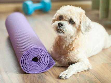 Red Barn: Exercise with your pet