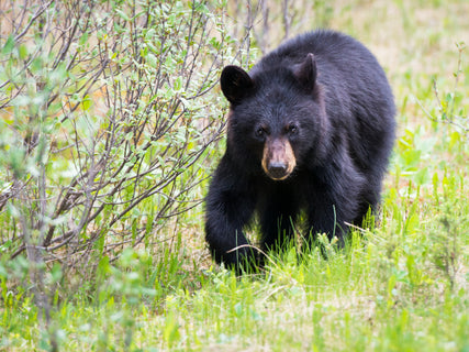 VIDEO: reducing bear incidents
