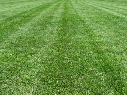 Jonathan Green: How to choose the right grass seed