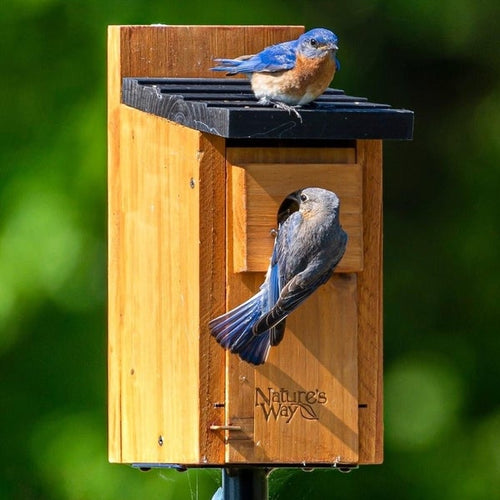 Bluebird Box House