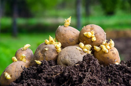 Guide to Growing seed potatoes