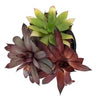 Chick Charms® Trio - Candied Campfire™ Hen & Chicks