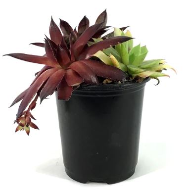 Chick Charms® Trio - Candied Campfire™ Hen & Chicks