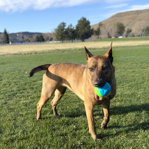KONG Twistz High-Viz Ball Dog Toy