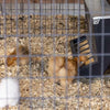 Behlen Country SafeStart Poly Creep Feeder