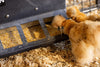 Behlen Country SafeStart Poly Creep Feeder