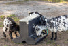 Behlen Country SafeStart Poly Creep Feeder