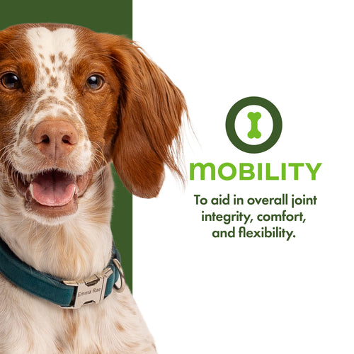 Fromm Mobility Supplement Pâté Wet Dog Food