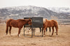 Tarter Equine Elevated Hay & Grain Feeder