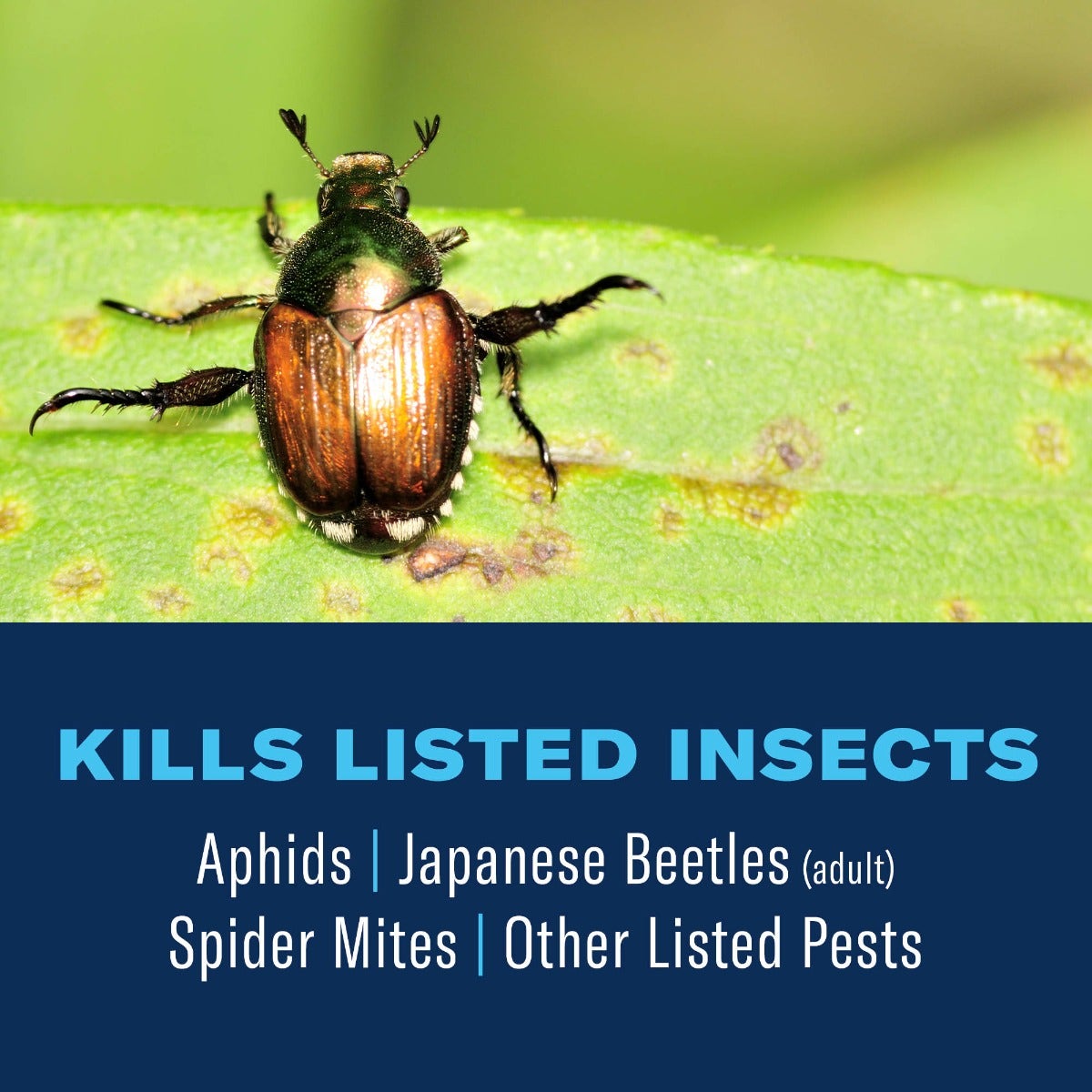 Damburi Insect BioAdvanced 3-in-1 Insect, Disease, & Plant Mite Control - Danbury, CT ...