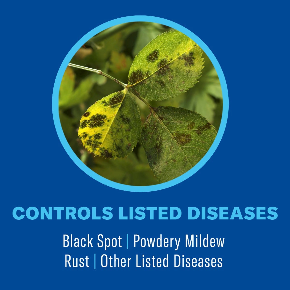 Damburi Insect BioAdvanced 3-in-1 Insect, Disease, & Plant Mite Control - Danbury, CT ...