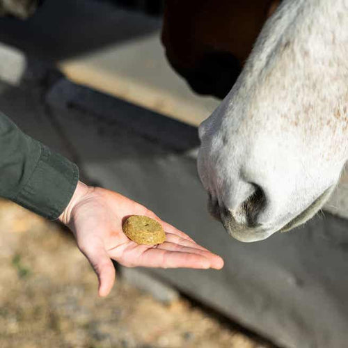 Standlee Apple & Pumpkin NutriBakes Horse Treats