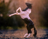 Breyer Black Pinto Rearing Mustang Retired