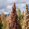 Botanical Interests Brightest Brilliant Rainbow Quinoa Seeds