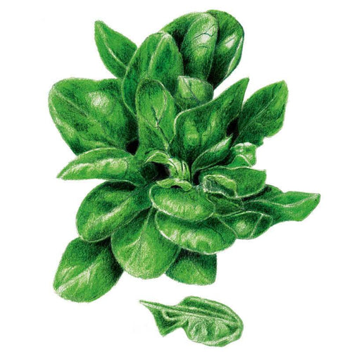 Botanical Interests Matador Spinach Seeds