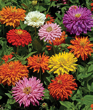 Burpee Zinnia, Burpeeana Giants Mix - Danbury, CT - New Milford