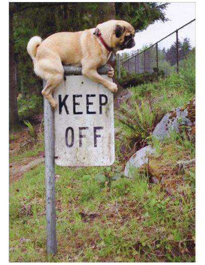 Avanti Press Pug Keep Off Sign Funny Dog Birthday Card